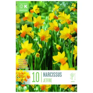 Kapiteyn 10 Jetfire Botanical Narcissus Daffodil Spring Flowering Bulbs