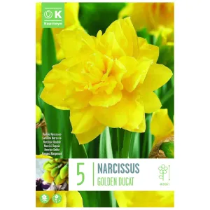 Kapiteyn 5 Golden Ducat Double Narcissus Daffodil Spring Flowering Bulbs