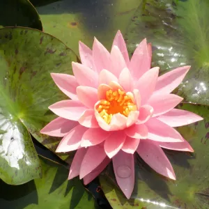 Nymphaea Sunny Pink Aquatic Pond Plant - Water Lily