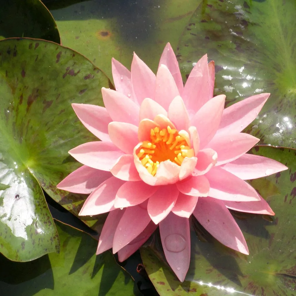 Nymphaea Sunny Pink Aquatic Pond Plant - Water Lily