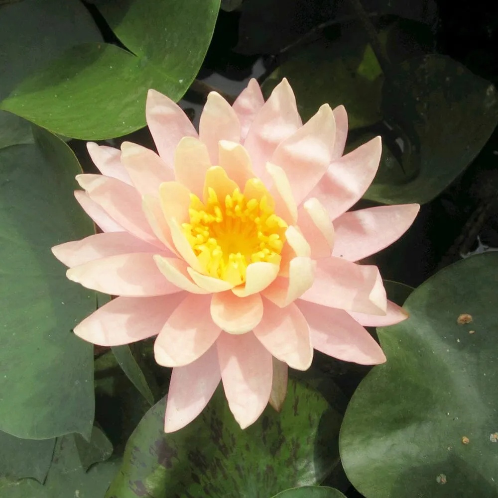 Nymphaea Sunny Pink Aquatic Pond Plant - Water Lily