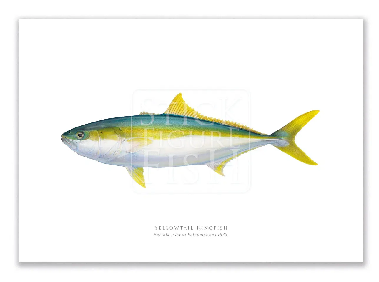 Yellowtail Kingfish, Seriola lalandi Valenciennes 1833 - Fine Art Print