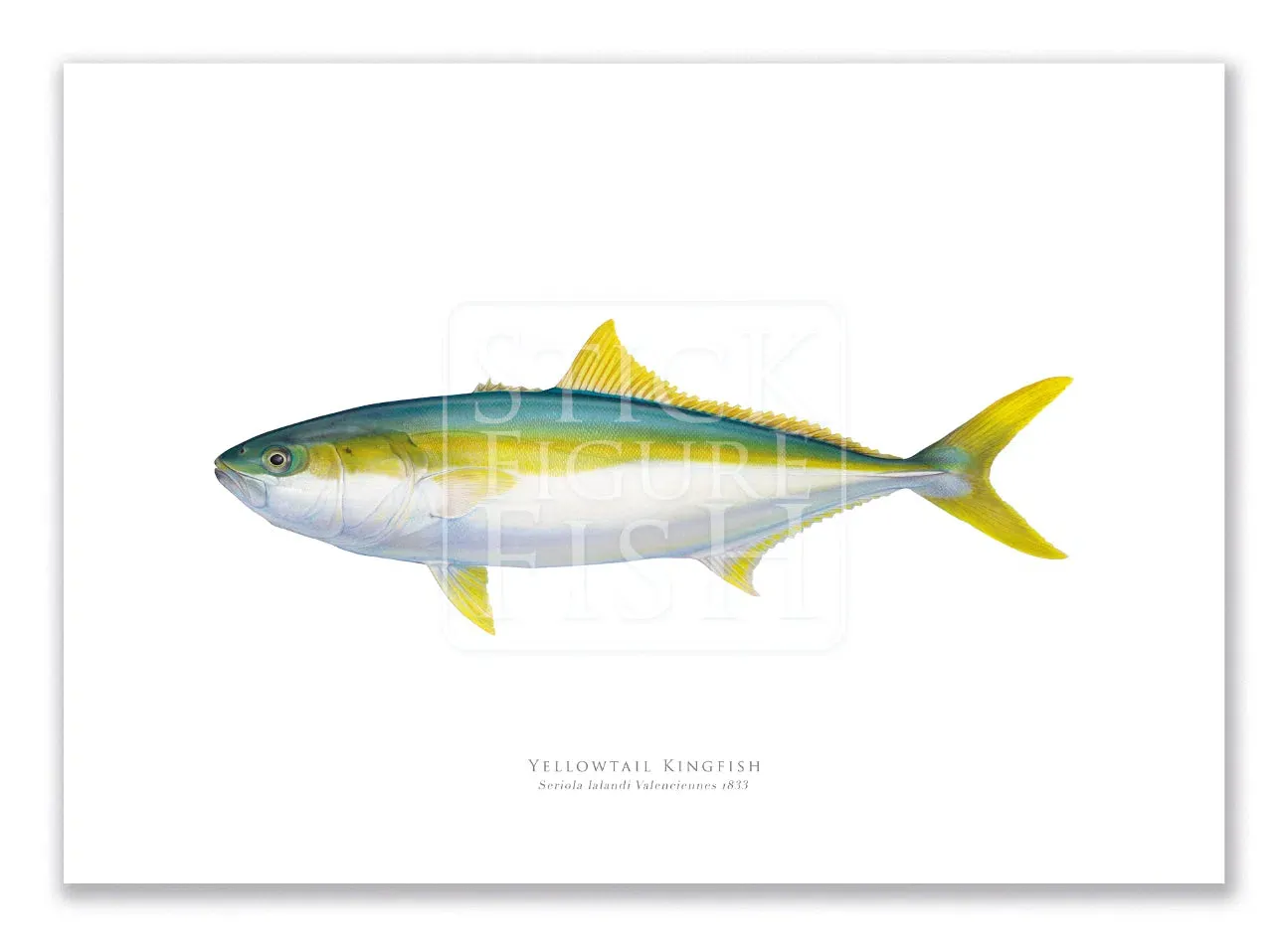 Yellowtail Kingfish, Seriola lalandi Valenciennes 1833 - Fine Art Print