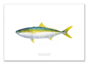 Yellowtail Kingfish, Seriola lalandi Valenciennes 1833 - Fine Art Print